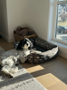 Dog resting on a cushioned bed by a large window, with a basket of plush toys in the corner.